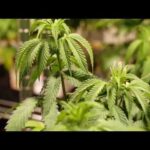 Virginia prosecutors debate whether state budget accidentally repealed marijuana laws