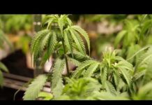 Budget Blunder Creates Weed Wild West Virginia prosecutors debate whether state budget accidentally repealed marijuana laws