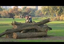 Tree-cutting equipment removed from East Potomac Park Golf Course | NBC4 Washington